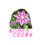 お花で挨拶（個別スタンプ：6）