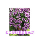 お花で挨拶（個別スタンプ：9）