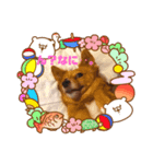 高尾ビンス＆メロ（個別スタンプ：1）