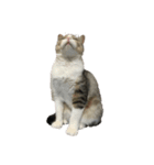 猫の素振りと喜怒哀楽①（個別スタンプ：1）