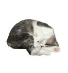 猫の素振りと喜怒哀楽①（個別スタンプ：2）