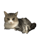 猫の素振りと喜怒哀楽①（個別スタンプ：3）