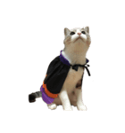 猫の素振りと喜怒哀楽①（個別スタンプ：4）