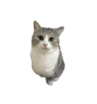 猫の素振りと喜怒哀楽①（個別スタンプ：5）