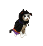 猫の素振りと喜怒哀楽①（個別スタンプ：6）