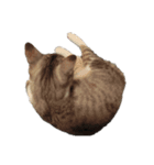猫の素振りと喜怒哀楽①（個別スタンプ：7）