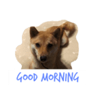 柴犬きゅん太日常（個別スタンプ：1）
