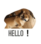 柴犬きゅん太日常（個別スタンプ：3）