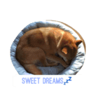柴犬きゅん太日常（個別スタンプ：4）