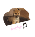 柴犬きゅん太日常（個別スタンプ：5）
