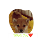 柴犬きゅん太日常（個別スタンプ：7）