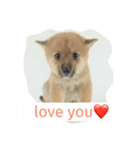 柴犬きゅん太日常（個別スタンプ：8）