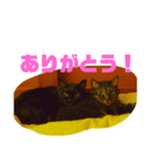 キキとみかんの日常スタンプ（個別スタンプ：2）