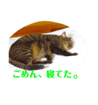 キキとみかんの日常スタンプ（個別スタンプ：6）