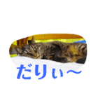 キキとみかんの日常スタンプ（個別スタンプ：7）