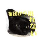 キキとみかんの日常スタンプ（個別スタンプ：8）