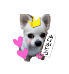 ミルクの毎日スタンプ（個別スタンプ：5）