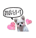 ミルクの毎日スタンプ（個別スタンプ：7）
