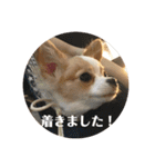 佐藤家のちゃちゃまるくん02（個別スタンプ：7）
