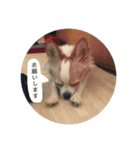 佐藤家のちゃちゃまるくん02（個別スタンプ：9）