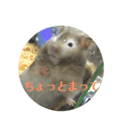 ぽむすたんぷ2（個別スタンプ：1）