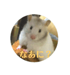 ぽむすたんぷ2（個別スタンプ：3）