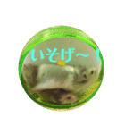 ぽむすたんぷ2（個別スタンプ：4）