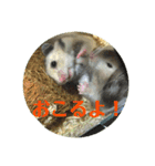 ぽむすたんぷ2（個別スタンプ：6）