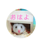 ぽむすたんぷ2（個別スタンプ：7）