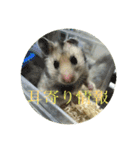 ぽむすたんぷ2（個別スタンプ：13）