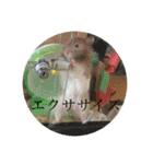 ぽむすたんぷ2（個別スタンプ：15）
