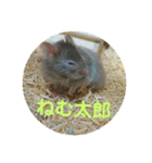 ぽむすたんぷ2（個別スタンプ：16）