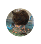 ぽむすたんぷ2（個別スタンプ：19）