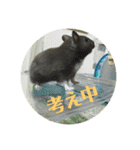 ぽむすたんぷ2（個別スタンプ：20）