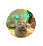 ぽむすたんぷ2（個別スタンプ：22）