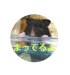 ぽむすたんぷ2（個別スタンプ：23）