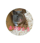 ぽむすたんぷ2（個別スタンプ：24）
