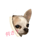 山田家の犬（個別スタンプ：1）