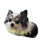 山田家の犬（個別スタンプ：2）
