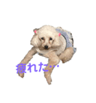 山田家の犬（個別スタンプ：3）