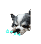 山田家の犬（個別スタンプ：4）