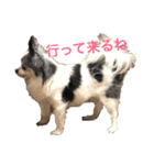 山田家の犬（個別スタンプ：5）