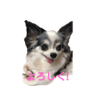 山田家の犬（個別スタンプ：8）