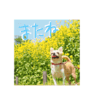 表情豊かなチワワのちぃちゃん（個別スタンプ：6）