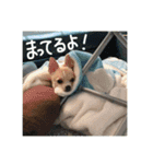 表情豊かなチワワのちぃちゃん（個別スタンプ：8）