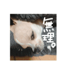 表情豊かなチワワのちぃちゃん（個別スタンプ：9）