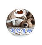 表情豊かなチワワのちぃちゃん（個別スタンプ：10）