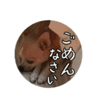 表情豊かなチワワのちぃちゃん（個別スタンプ：12）
