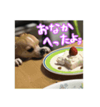 表情豊かなチワワのちぃちゃん（個別スタンプ：14）