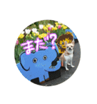表情豊かなチワワのちぃちゃん（個別スタンプ：15）